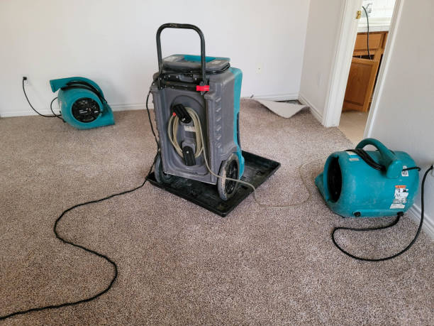Best Mold removal after water damage  in Sheridan, IN