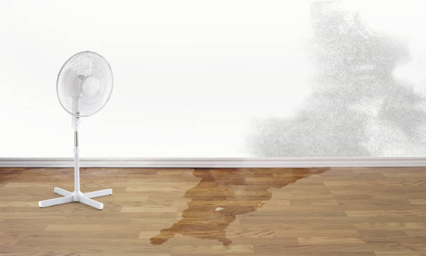 Best Basement water damage restoration  in Sheridan, IN