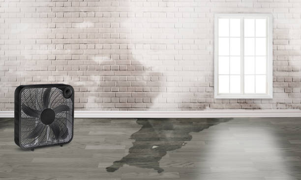 Best Carpet water damage restoration  in Sheridan, IN